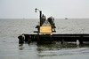 lettuceturnip > Corpus photo