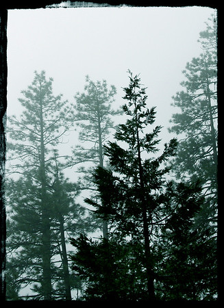 lettuceturnip > YOSEMITE photo